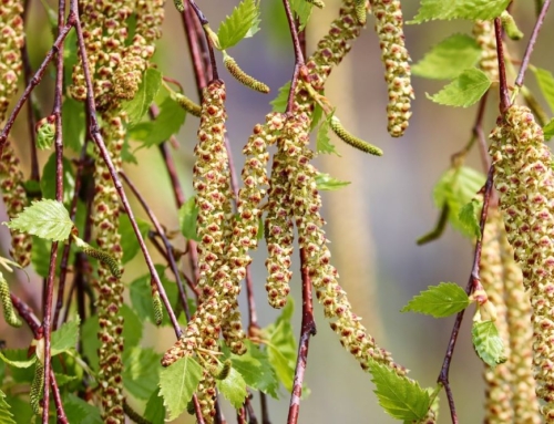 Allergisäsongen har börjat – och det kan bli värre!